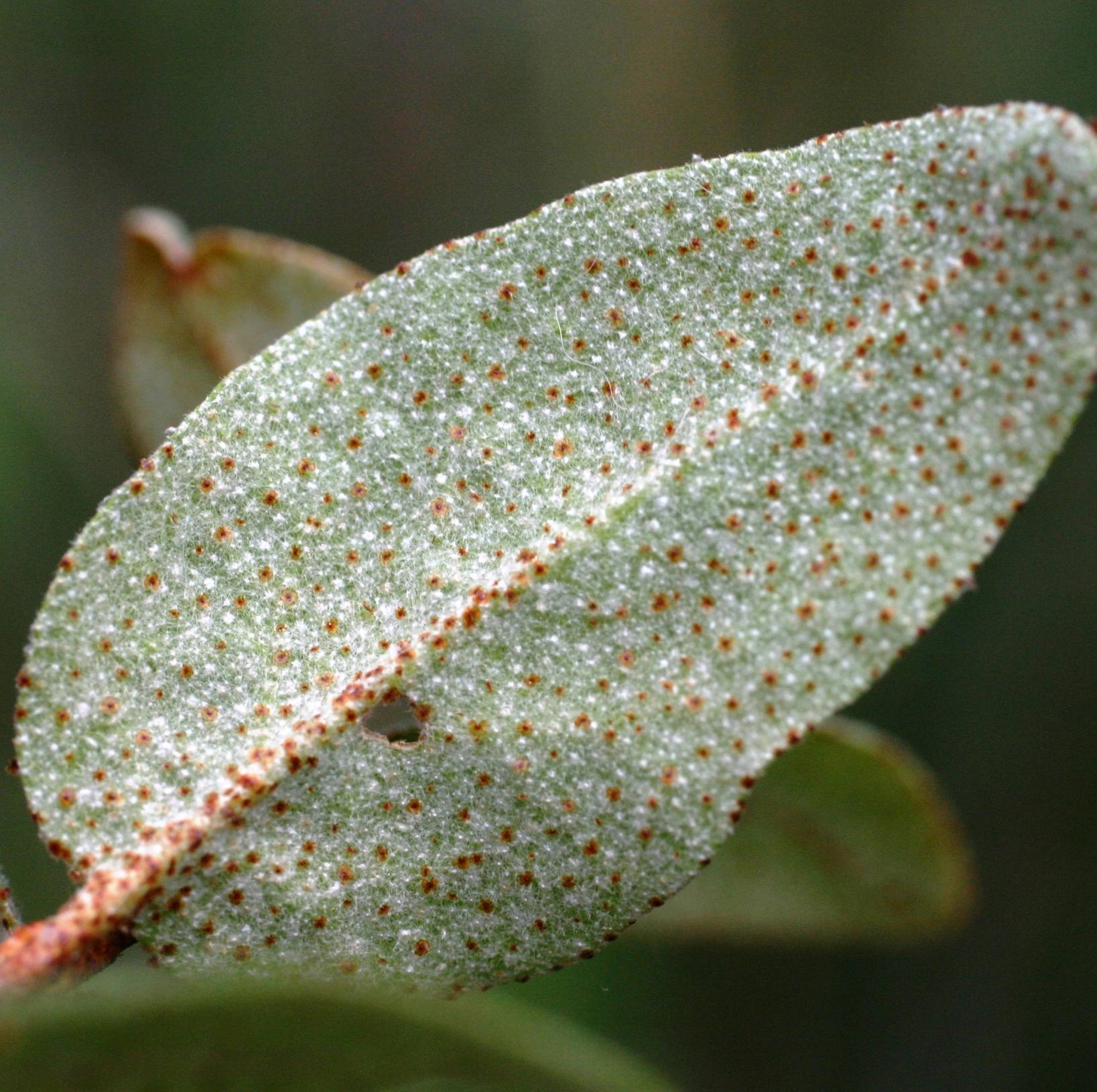 Shepherdia canadensis image