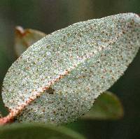 Image of Shepherdia canadensis