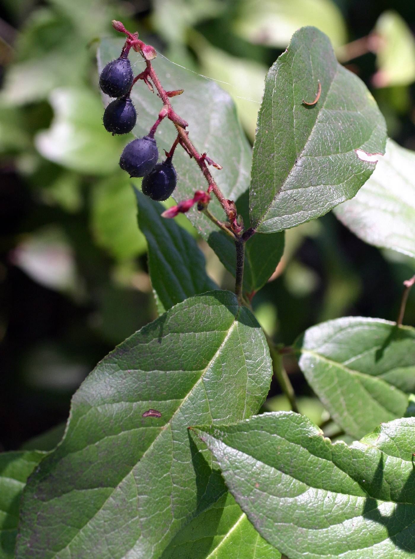 Gaultheria shallon image