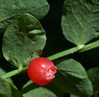 Vaccinium parviflorum image