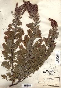 Amorpha canescens image