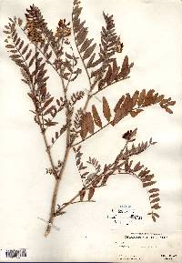 Astragalus canadensis image