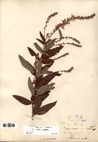 Desmodium canadense image