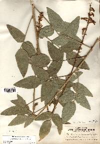 Desmodium illinoense image