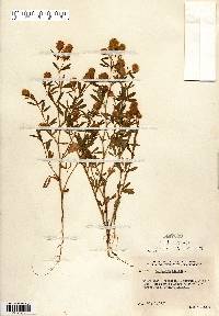 Trifolium arvense image