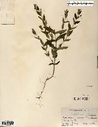 Scutellaria galericulata image