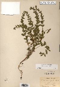 Scutellaria parvula image