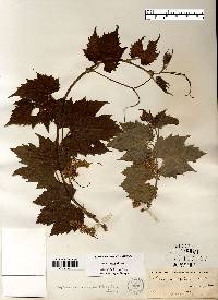 Vitis riparia image