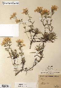 Phlox bifida image