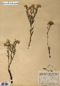 Lithospermum canescens image