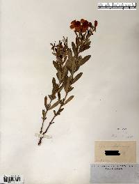 Hypericum kalmianum image