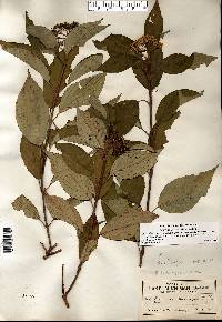 Cornus sericea subsp. sericea image