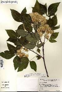 Ptelea trifoliata var. trifoliata image