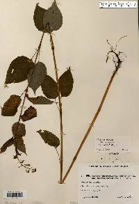 Circaea canadensis image