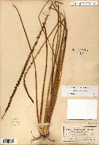 Triglochin maritima image