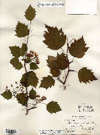 Crataegus holmesiana image