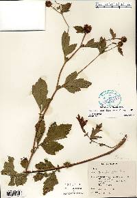 Geum laciniatum image