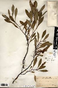 Prunus pumila image
