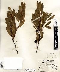 Prunus pumila image