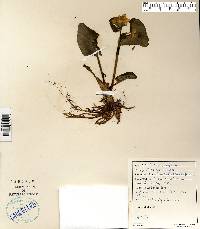 Caltha palustris image