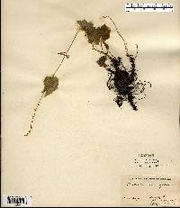 Mitella diphylla image