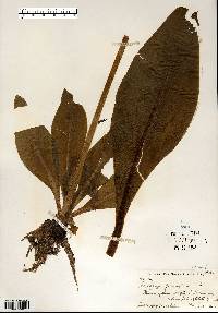 Micranthes pensylvanica image