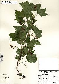 Ribes americanum image