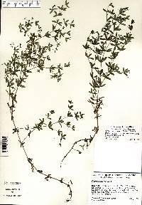 Galium obtusum image