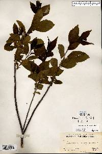 Rhamnus alnifolia image