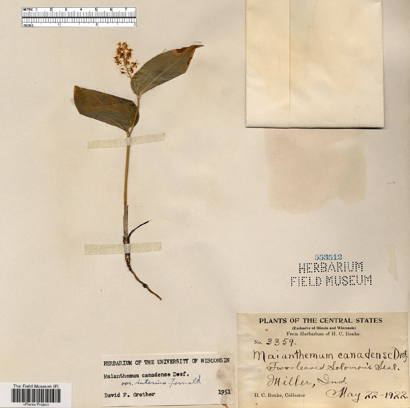 Maianthemum canadense var. interius image