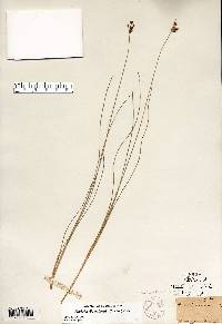 Fimbristylis puberula image