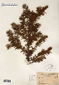 Taxus canadensis image