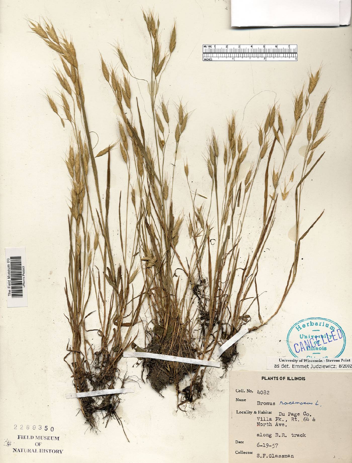 Bromus racemosus image