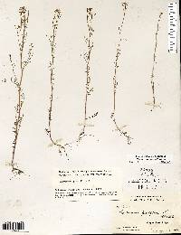 Cardamine parviflora image