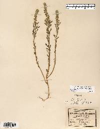 Alyssum alyssoides image