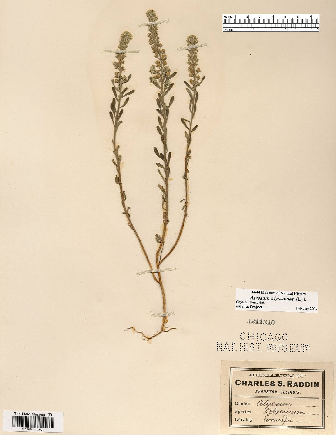 Alyssum alyssoides image