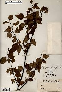 Betula papyrifera image