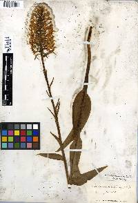 Platanthera ciliaris image