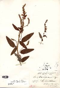 Desmodium canadense image