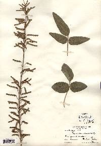 Desmodium illinoense image