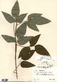 Desmodium perplexum image