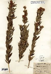 Lespedeza capitata image