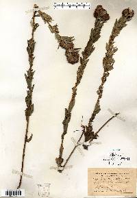 Lespedeza capitata image