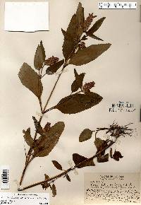 Prunella vulgaris subsp. lanceolata image