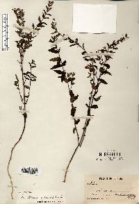 Scutellaria galericulata image