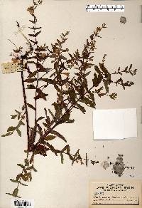 Scutellaria galericulata image