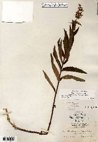 Stachys hispida image