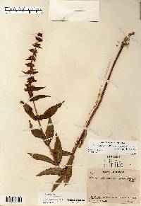 Stachys pilosa var. arenicola image