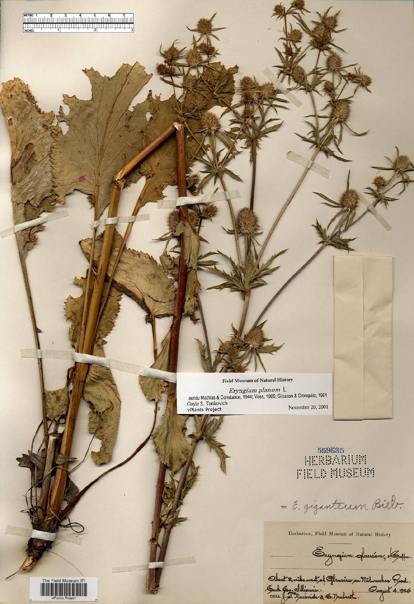Eryngium planum image