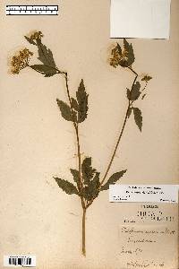 Image Associated With the Occurence